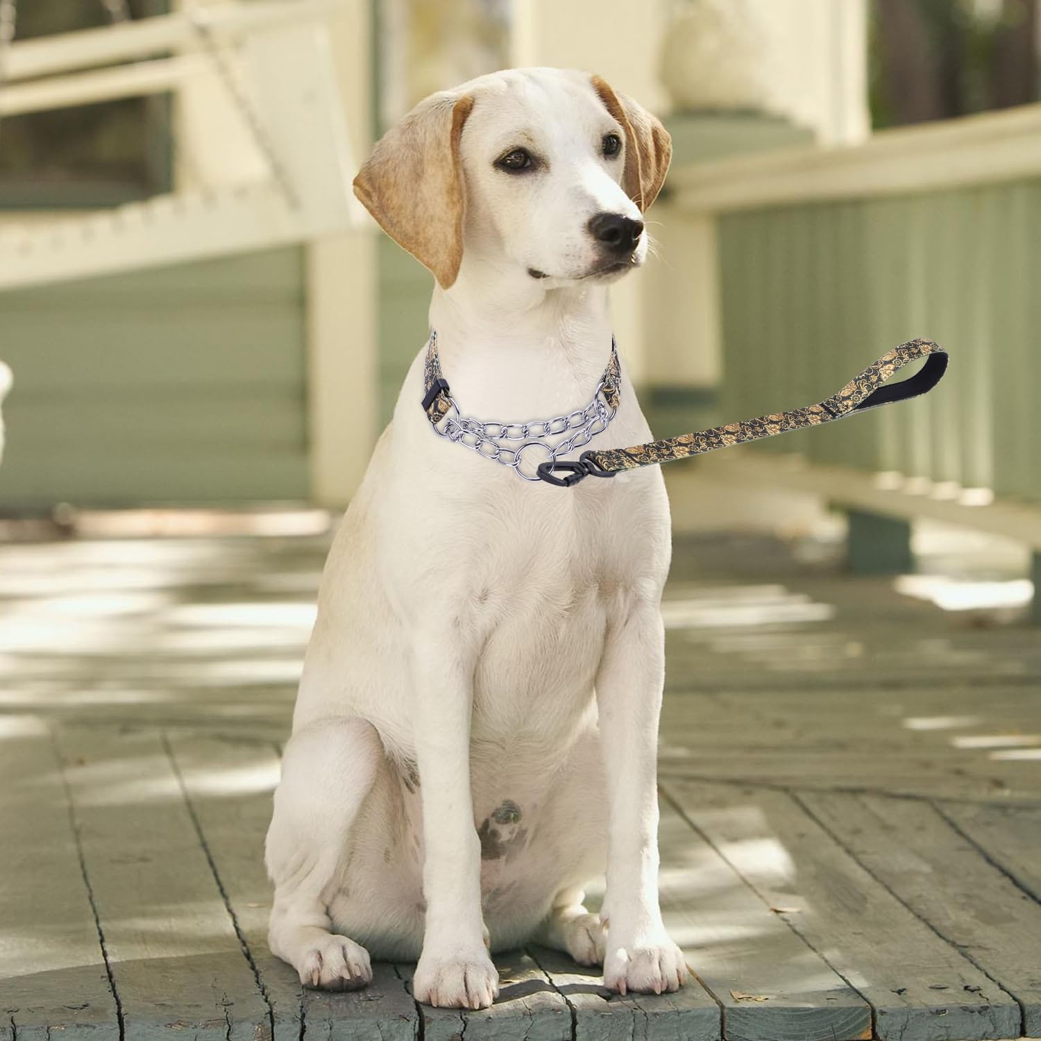 Amazon.co.jp: Pimaodog Martingale 犬用首輪 ステンレススチール